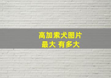 高加索犬图片 最大 有多大